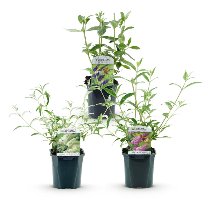 Buddleja davidii Tricolour - Vlinderstruik - Blauw - Roze - Wit - ↕45cm - Ø17cm - 3x