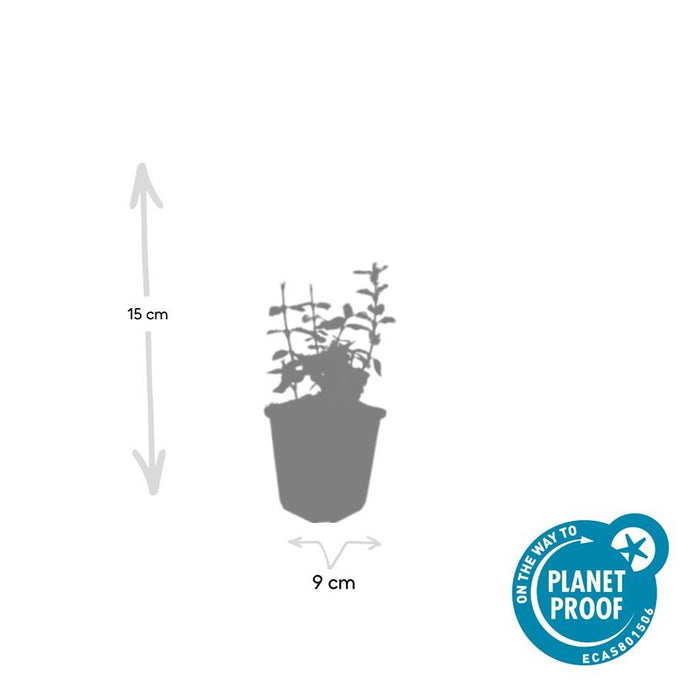 Euonymus fort. 'Harlequin' - ↕10-25cm - Ø9cm - 24x