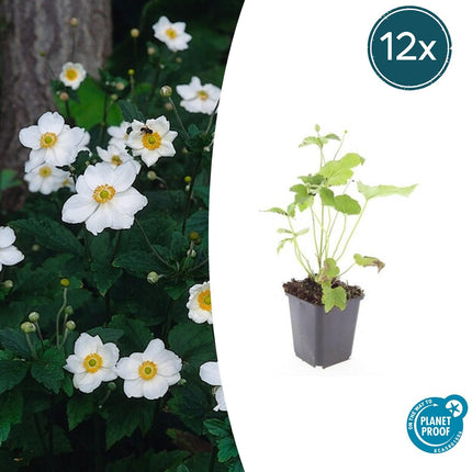 Anemone hybrida 'Honorine Jobert' - Herfstanemoon - ↕10-25cm - Ø9cm - 12x