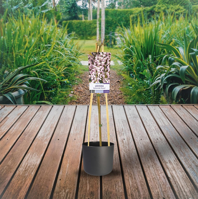 Wisteria Floribunda 'Rosea' + light Label - ↕75cm - Ø17cm
