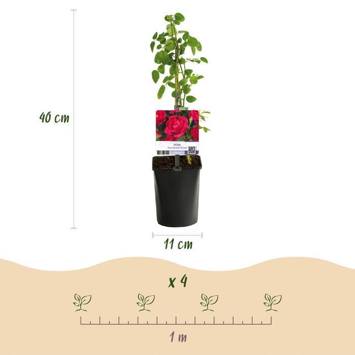 Klimroos - Rosa Paul Scarlet Climber - Bloem Rood - Weinig onderhoud - 2 planten - Pot 11cm Hoogte 40cm