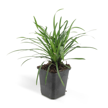 Liriope muscari 'Big Blue' - ↕10-25cm - Ø9cm - 48x