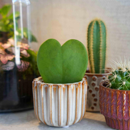 Gift Set - Love Set - Heart-shaped plant, pot, greeting card & gift bag