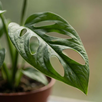 Monstera Adansonii - Rhaphidophora Tetrasperma - 4x - met Potter Grijs - Pot 12cm - Hoogte 25cm