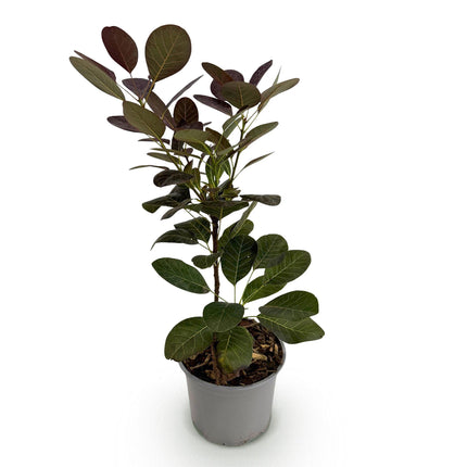 Cotinus coggygria 'Royal Purple' - Violet - 1 plant - Caduc - Peu d'entretien - Pot de 12 cm - Hauteur 35 cm