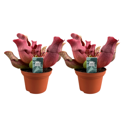 Sarracenia Maroon - Trumpet Pitcher Plant - ↕23cm - Ø12cm - 2x