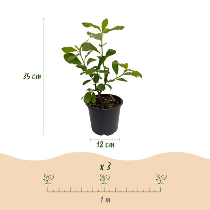 Cornus Florida - Flor blanco-rosa - ↕35cm - Ø12cm - 3x