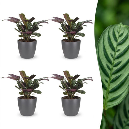 Ctenanthe Burle Marxii - Visgraatplant - 4x - met Potter Grijs - Pot 12cm - Hoogte - 30cm