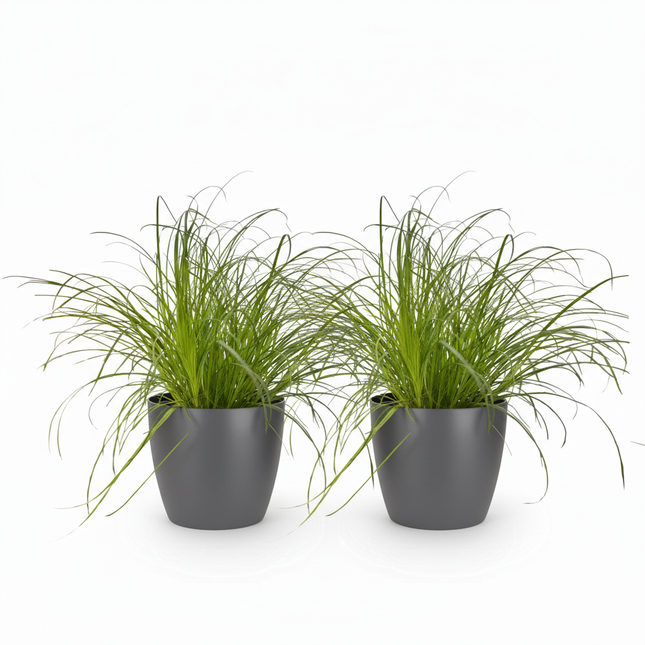 Cyperus alternifolius Zumula - Kattengras - met grijze plantenpotten - ↕20cm - Ø12cm - 2x