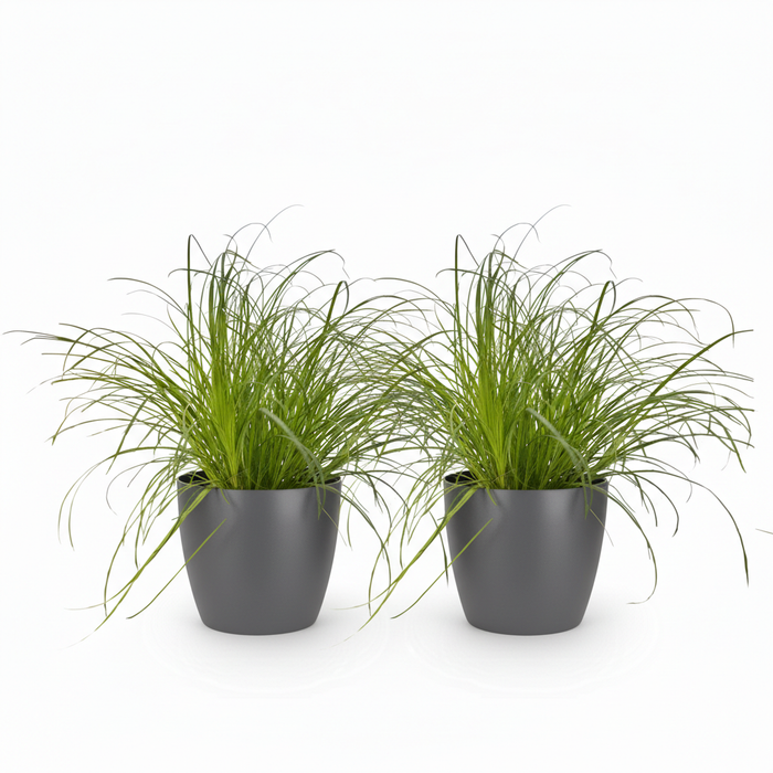 Cyperus alternifolius Zumula - Kattengras - met grijze plantenpotten - ↕20cm - Ø12cm - 2x