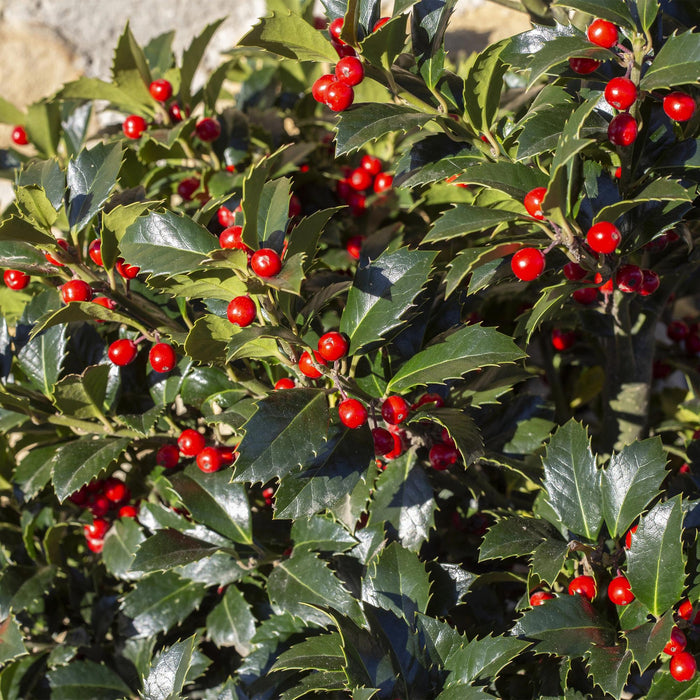 Tuinplant - Ilex meserveae Blue Maid - Plant op stam - Terras Plant - Bladverliezend - Weinig Onderhoud - Pot 19cm Hoogte 90cm
