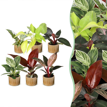 Baby Philodendron Family 6x - Wit - Roze - Geel - Groen - Rood - Tropisch - incl. Linnea Honey - Ø6cm - ↕10-15cm