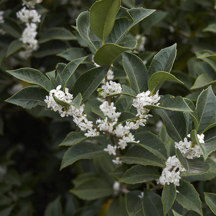 Osmathus burkwoodii - green foliage - 8 plants - 1 linear meter - evergreen - 9cm pot height 25-30cm