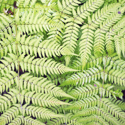 Dryopteris filix-mas - Mannetjesvaren - ↕10-25cm - Ø9cm - 24x