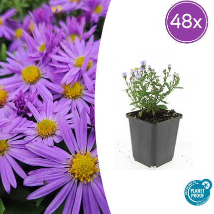 Aster (D) 'Professor Anton Kippenberg' - ↕10-25cm - Ø9cm - 48x