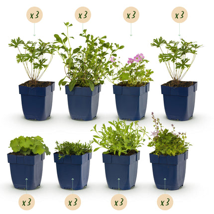 Borderpakket - Bodembedekkend - 24 Vaste planten - 3 m2 - Diversen kleuren - Weinig Onderhoud - Ø11cm