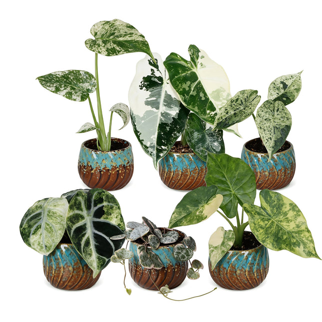 Baby Planten Variegata Mix - Diversen 6x - Tropisch - incl. Copper Reef - Ø6cm - ↕10-15cm