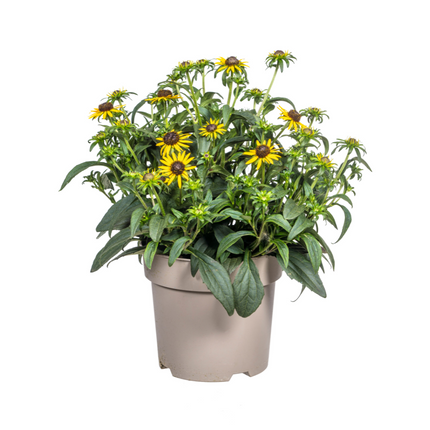 Rudbeckia Fulgida Little-Goldstar - ↕45-60cm - Ø19cm