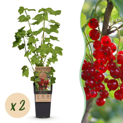Ribes rubrum Jonkheer van Tets - Planta de bayas - Resistente - Grosella roja - 2 plantas - Maceta de 15 cm - Altura 50 cm