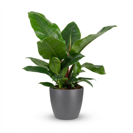 Philodendron Imperial Green - met grijze pot - ↕65cm - Ø19cm