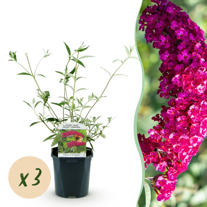 Buddleja davidii Royal Red - Vlinderstruik - Rood - ↕45cm - Ø17cm - 3x