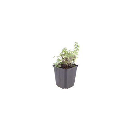Nepeta 'Grol' -  Kattenkruid - ↕10-25cm - Ø9cm - 6x