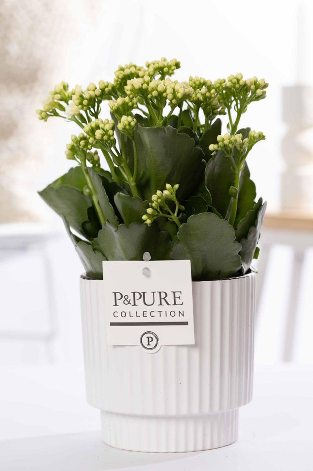 Kalanchoe blanco en cerámica verde Ivy de P&PURE - Ø12cm - ↕27cm