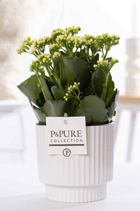 Kalanchoe White In P&PURE Ivy Ceramics Green - Ø12cm - ↕27cm