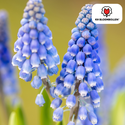 Muscari Bleu Moon 20 piezas