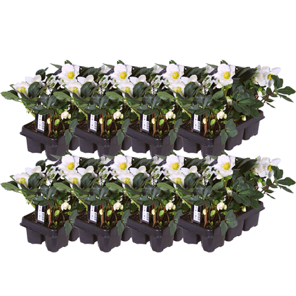 Helleborus niger ‘Christmas Carol’ - Kerstroos - ↕20cm - Ø7cm - 48x
