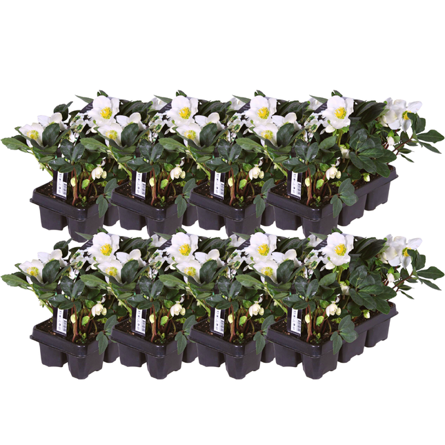Helleborus niger ‘Christmas Carol’ - Julerose - ↕20cm - Ø7cm - 48x