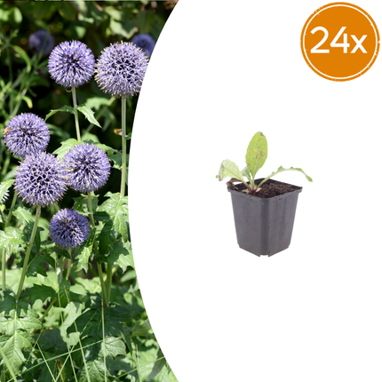 Kogeldistel - Echinops ritro - ↕10-25cm - Ø9cm - 24x