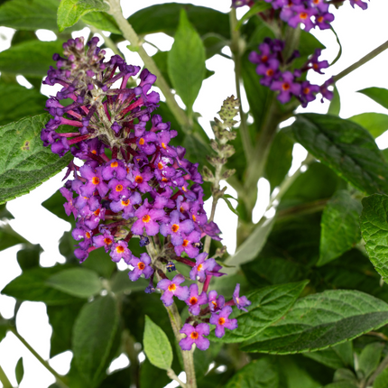 Buddleja Davidii Púrpura - Arbusto de mariposas - ↕40-50cm - Ø19cm