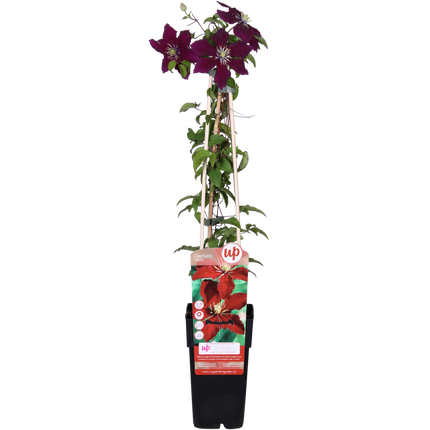 Clematis Niobe - Woodbine - ↕65cm - Ø15cm