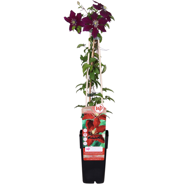 Clematis Niobe - Woodbine - ↕65cm - Ø15cm