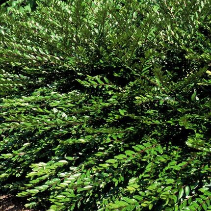 Lonicera pileata 'Purple Pearl' - ↕10-25cm - Ø9cm - 48x