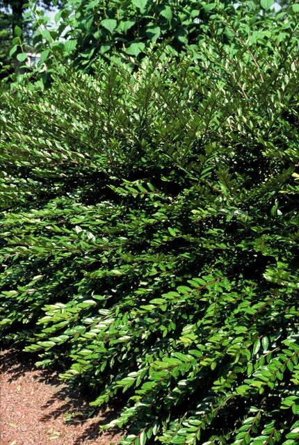 Lonicera pileata 'Purple Pearl' - ↕10-25cm - Ø9cm - 48x