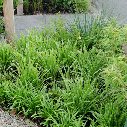Carex morrowii 'Ice Dance' - ↨30cm - Ø14 - 3x