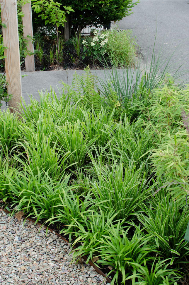 Carex morrowii 'Ice Dance' - Zegge - ↕30cm - Ø14cm - 3x
