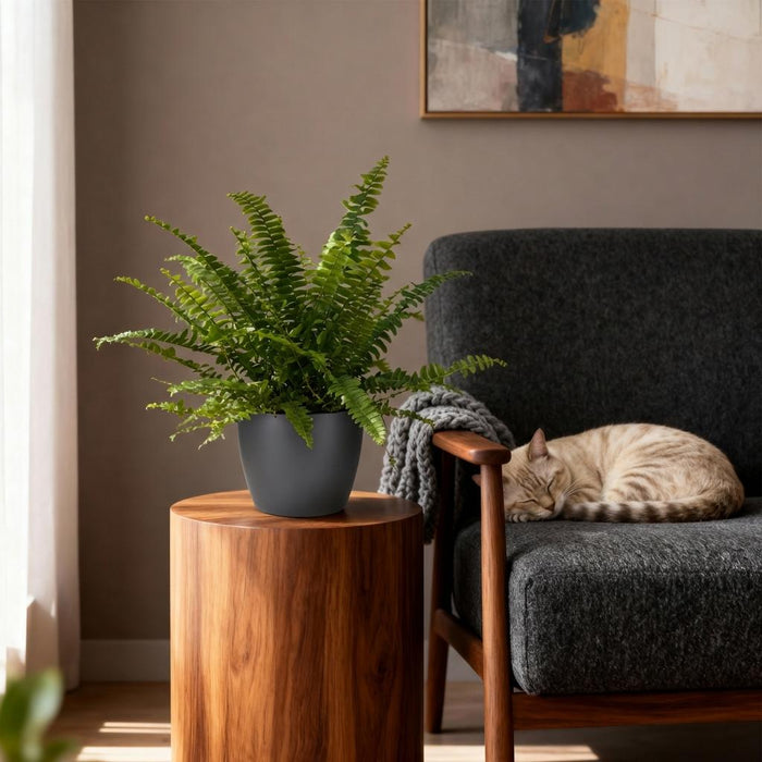 Nephrolepsis exaltata Green Lady - Varen - met grijze plantenpotten - ↕25cm - Ø12cm - 4x