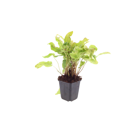 Tongvaren - Asplenium scolopendrium - ↕10-25cm - Ø9cm - 48x