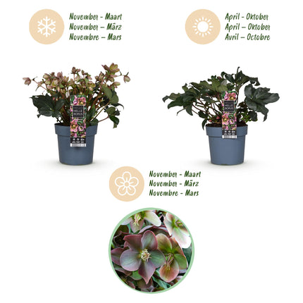 Lenzrose (Helleborus 'Angels Glow') – Rosa Blüte – Immergrün – Topf: 19 cm, Höhe: 50 cm