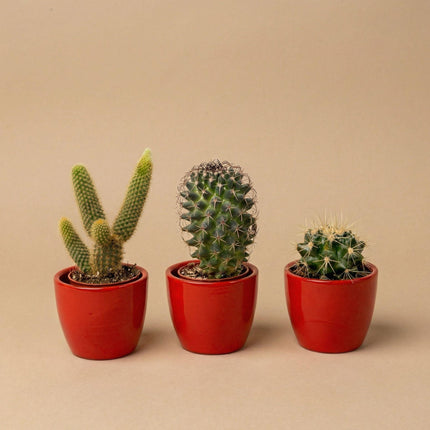 Cactussen set van 3 met rode mini pot - ↕8–12cm - Ø6cm