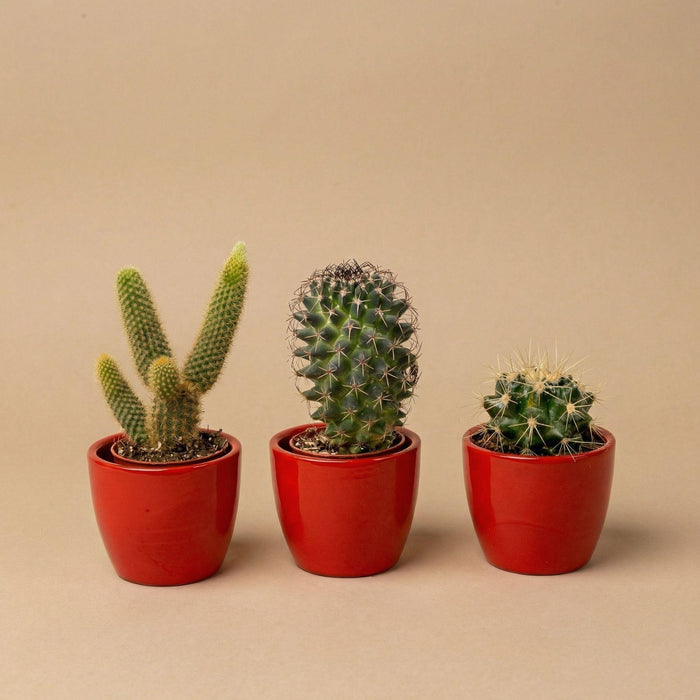 Cactussen set van 3 met rode mini pot - ↕8–12cm - Ø6cm