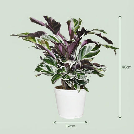Calathea Fushion White - ↕35-40cm - Ø14cm