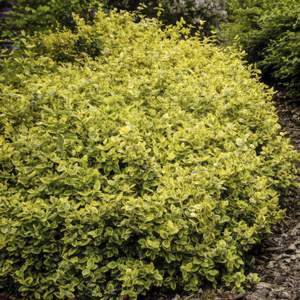 Euonymus fortunei 'Emerald 'n Gold' - Cappello da cardinale - ↕10-25cm - Ø9cm - 24x