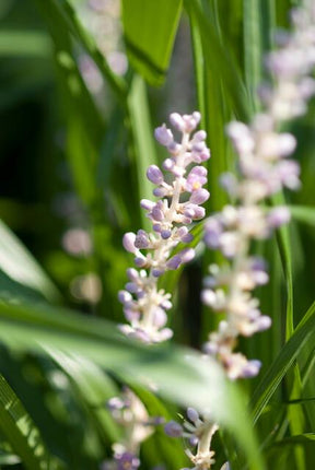 Liriope muscari 'Monroe White' - ↕10-25cm - Ø9cm - 48x