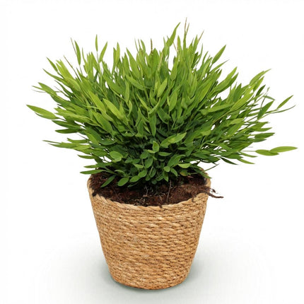 Bamusa Pogonatherum Monica - Erba di bambù - con cestino - ↕20cm - Ø12cm