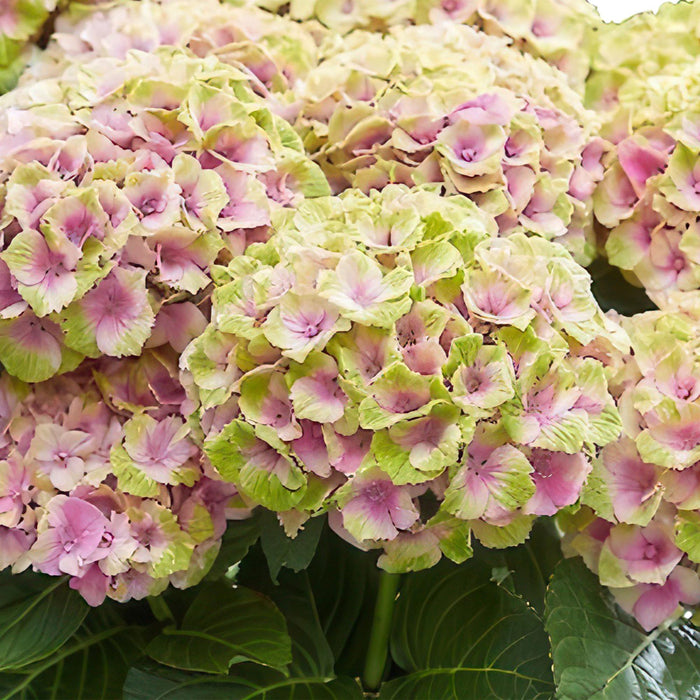 Terrasplant - Hortensia - Hydrangea Magical Jewel Pink - Roze - 6-10 Bloemen - 2 Planten - Pot 23cm Hoogte 55cm