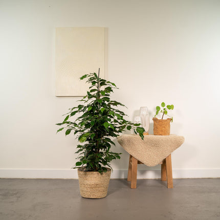 Ficus Benjamina Danielle in mand Selin - ↕95cm - Ø21cm